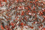 Top-Quality, Deep Red Vanadinite Crystals on Barite - Morocco #255539-2